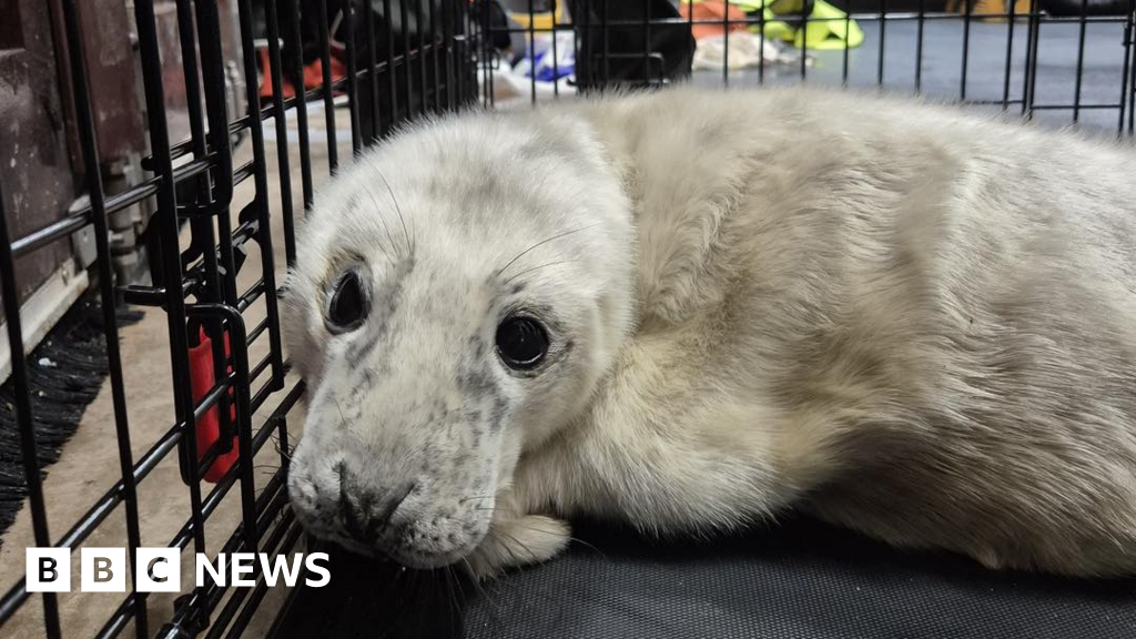 Injured seal pup rescued by RNLI after separating from mum