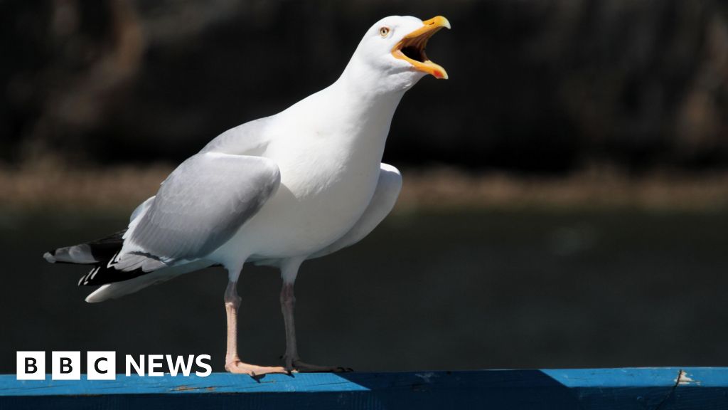Inverness summit to look at problems posed by urban gulls