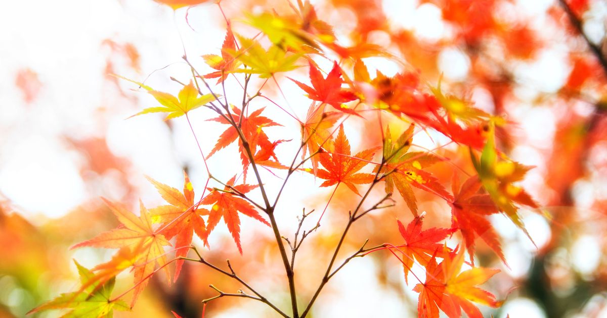 Japanese maple trees should be pruned at 1 specific time to 'restore natural beauty' - The Mirror
