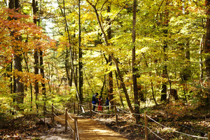 Healing walks through Joseon Royal Tombs' autumn forest trails