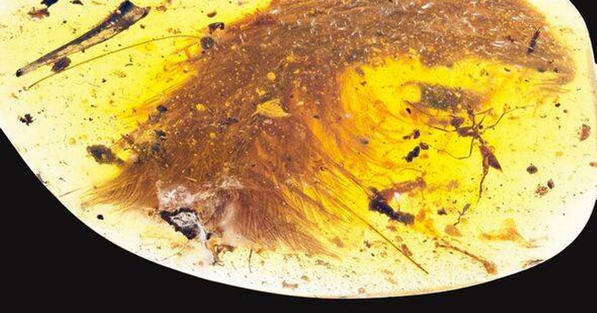 'Incredibly important' dinosaur remains found with chilling similarity to Jurassic Park - The Mirror