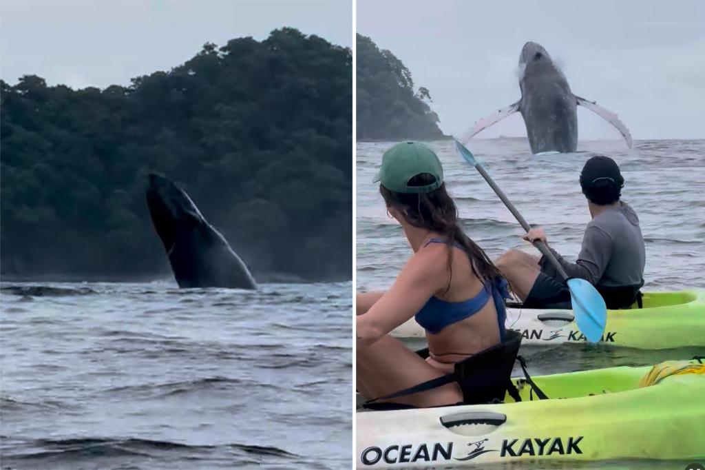 Kayakers treated to spectacular show by playful humpback whale, calf