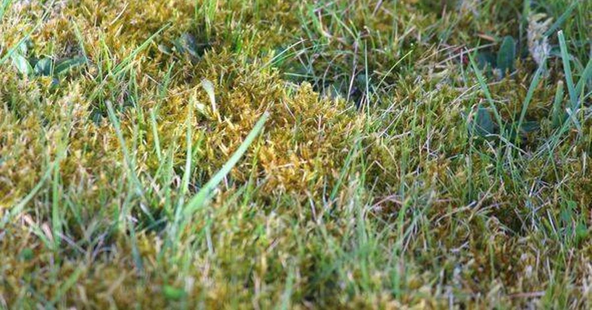 Keep lawns green with no weeds or moss for good by doing 1 simple task now - The Mirror