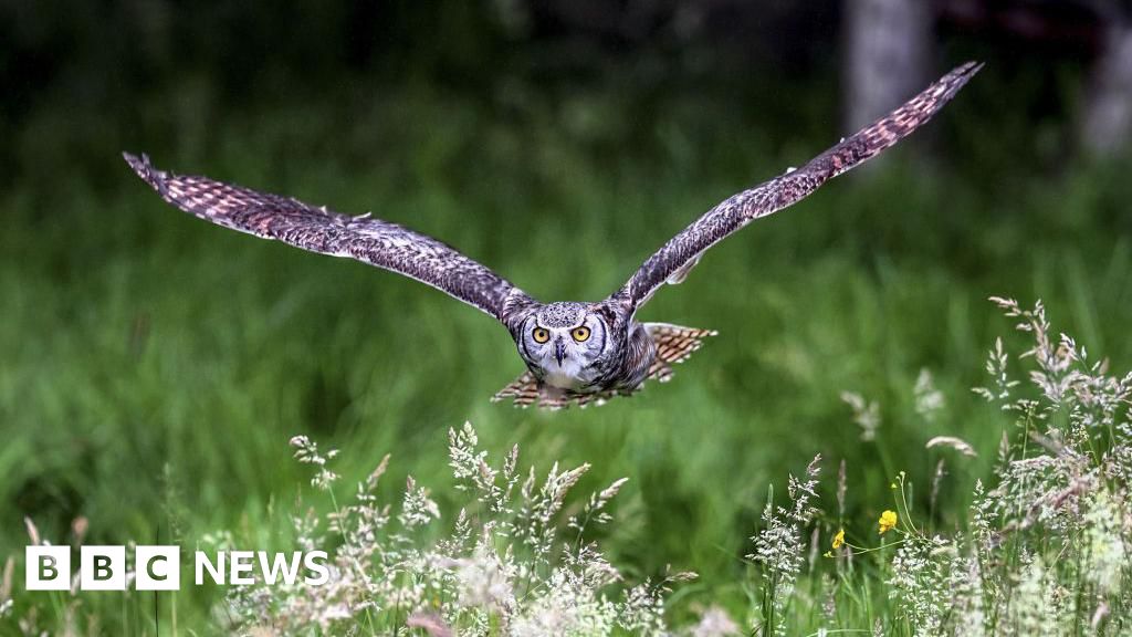 Kent charity aims to raise £3m to save declining wildlife