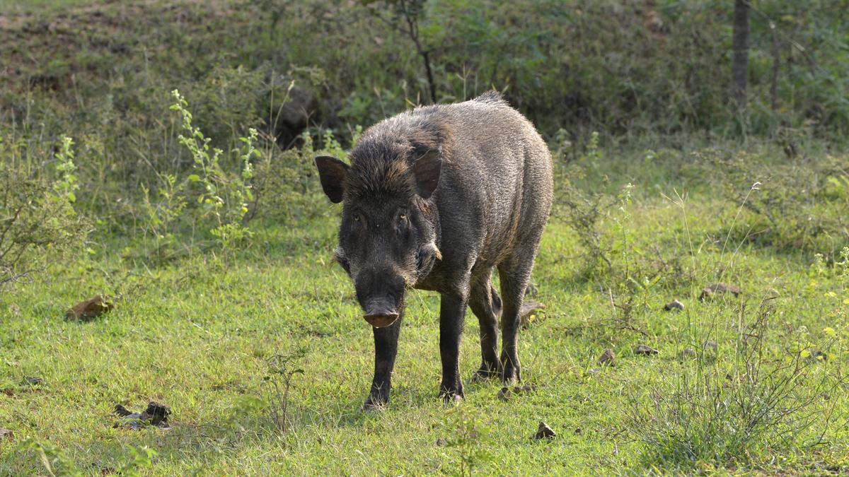 Kerala kills 4,734 wild boars by July after local bodies get authorisation for culling