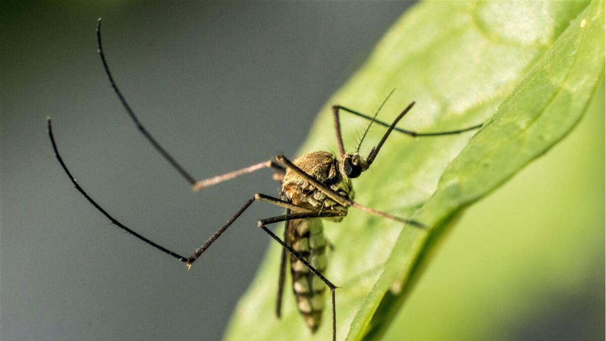 L.A. County confirms first 4 West Nile virus cases of the summer in local residents