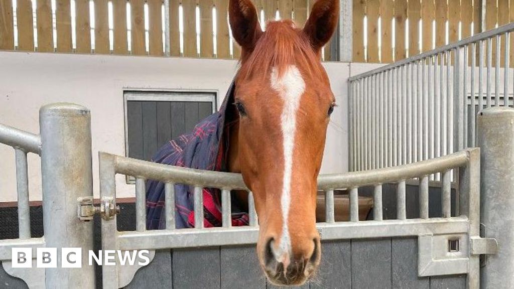 Lambourn racehorse's death prompts road safety bill