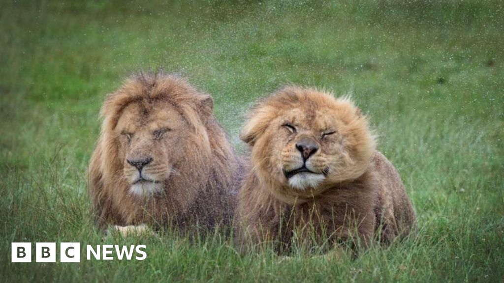 Longleat safari park closed due to high winds