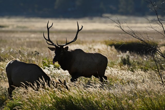 'Massive' search and rescue operation continues for 2 missing elk hunters in southern Colorado
