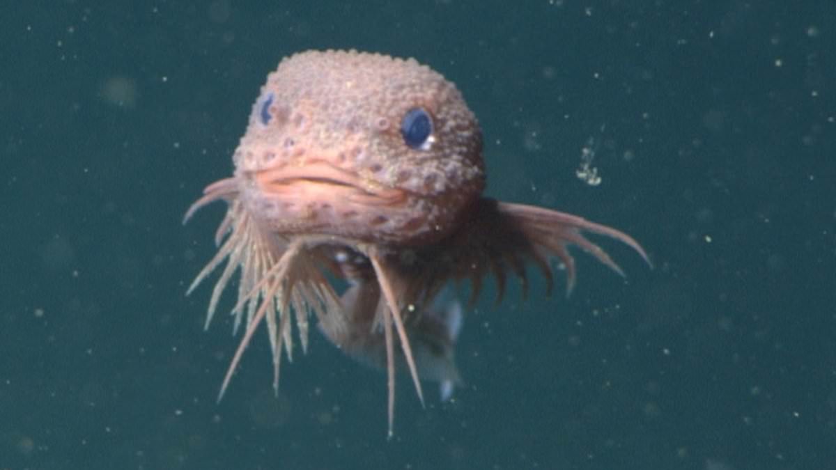 Meet the 'world's cutest sea monster' that looks just like a Pokémon