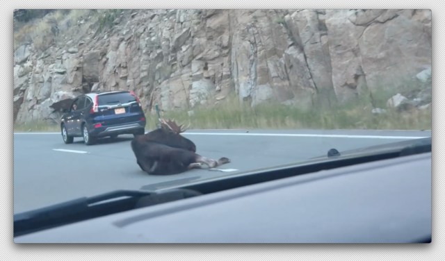 Moose falls off cliff and onto Boulder Canyon Drive, had to be euthanized, Colorado Parks and Wildlife says