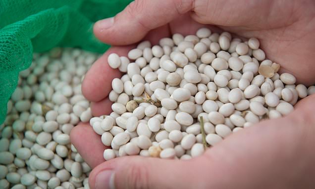 More beans and rearranged menus found to boost intake of greener...