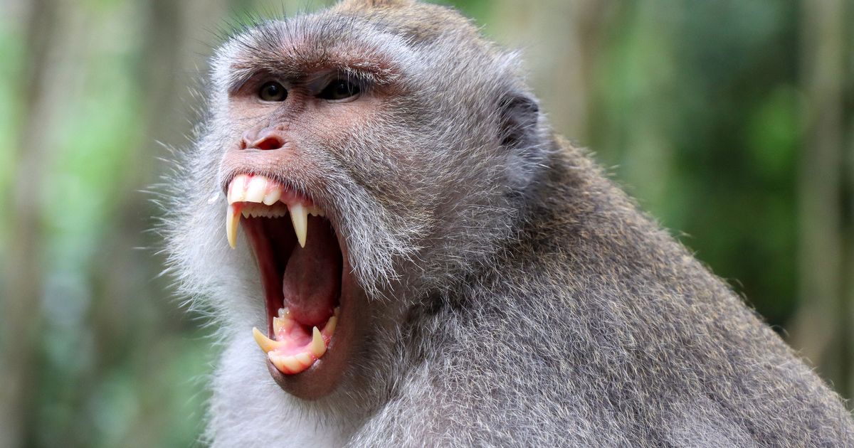 Mum's warning as daughter has to get rabies jab in neck after Bali monkey bite - The Mirror