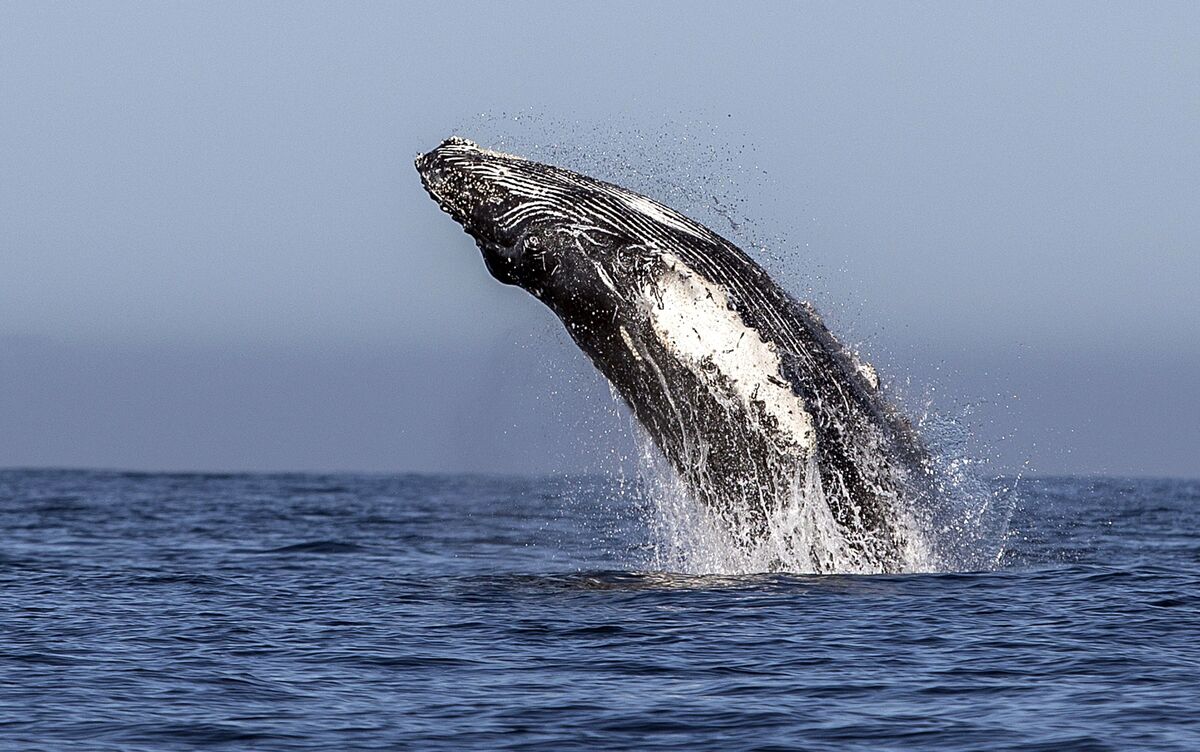 Nations Ratify First Global Treaty to Protect Ocean Life