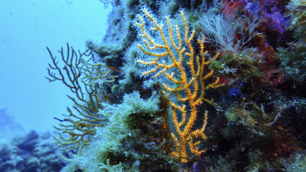 Nations ratify the world's first treaty to protect international waters