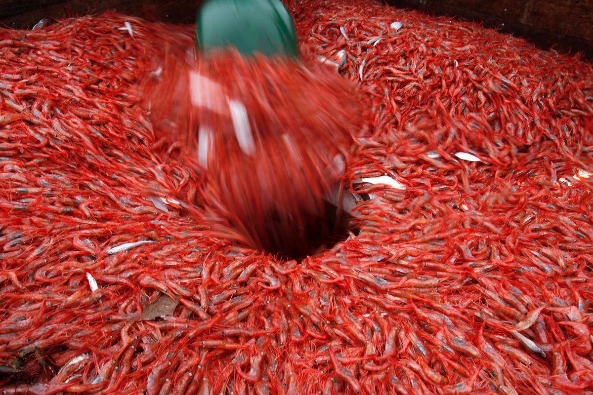 New England's shrimp industry is struggling, with fishermen catching few in 2025