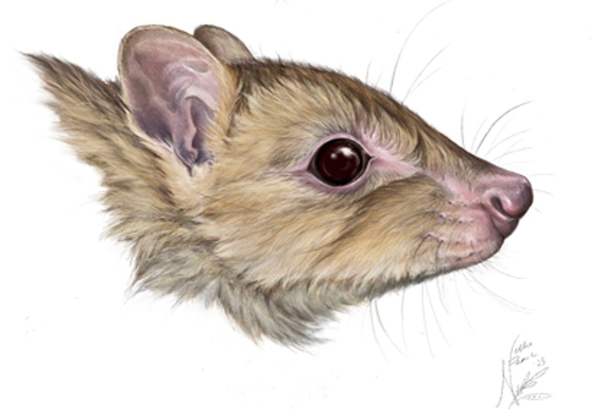 New marsupial species discovered in Australia could already be extinct