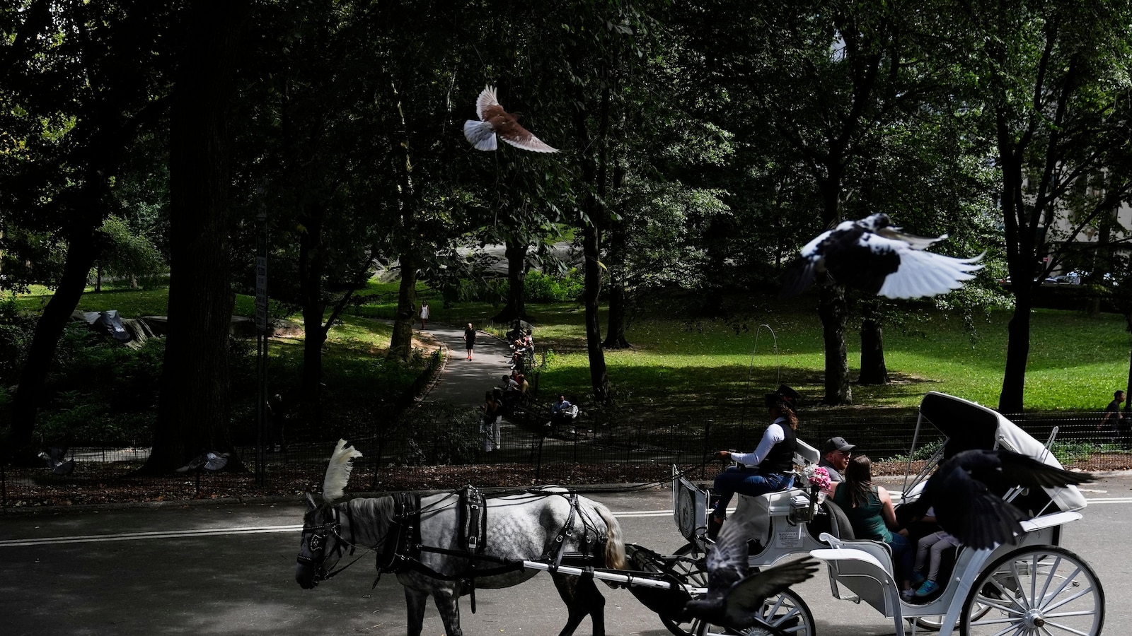 NYC mayor throws support behind bill to ban Central Park horse carriages