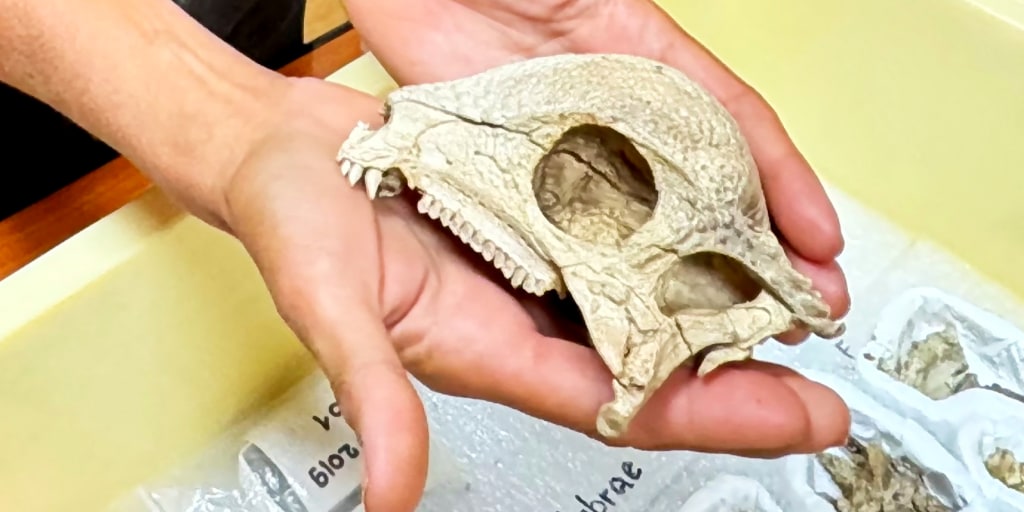 Oldest and most complete fossil of a dome-headed dinosaur is found in Mongolia