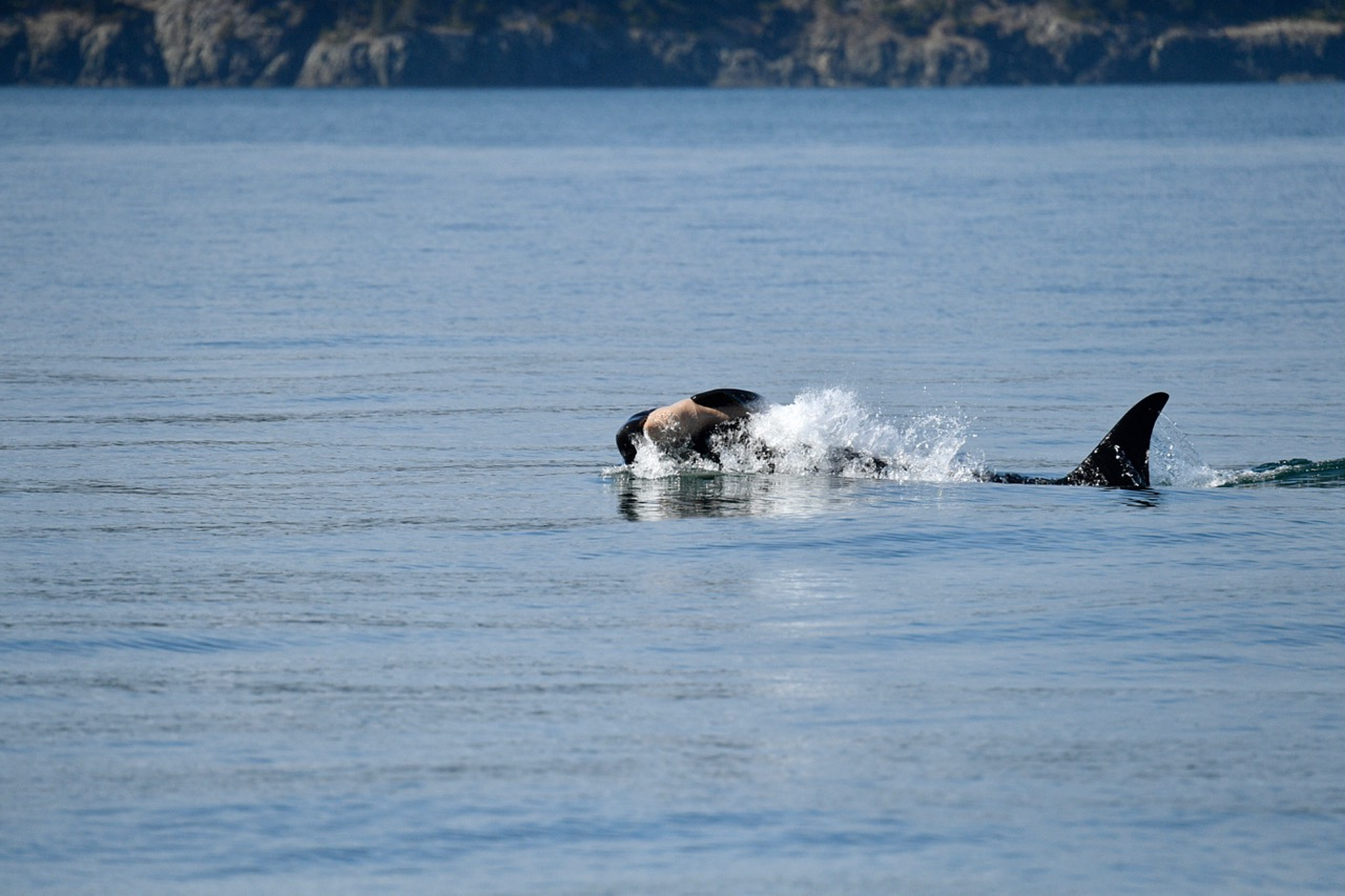 Once again, an endangered orca in Washington state is seen carrying a dead calf