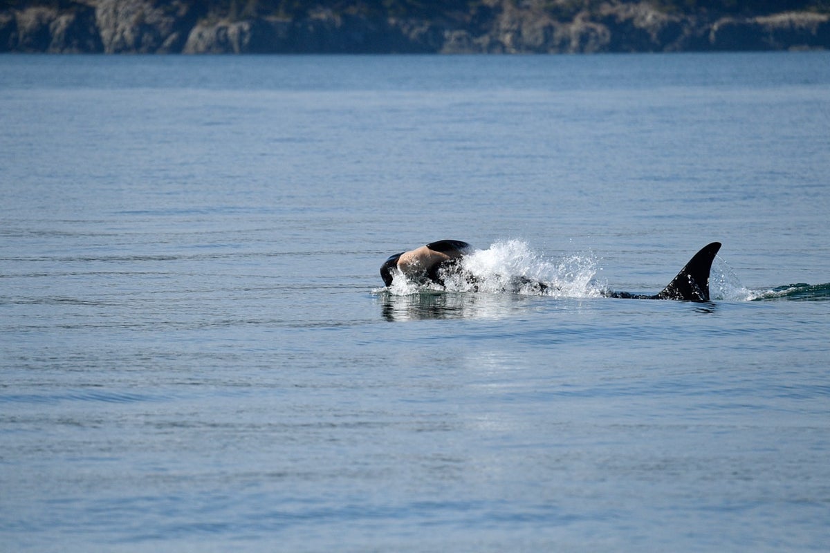 Once again, an endangered orca in Washington state is seen carrying a dead calf