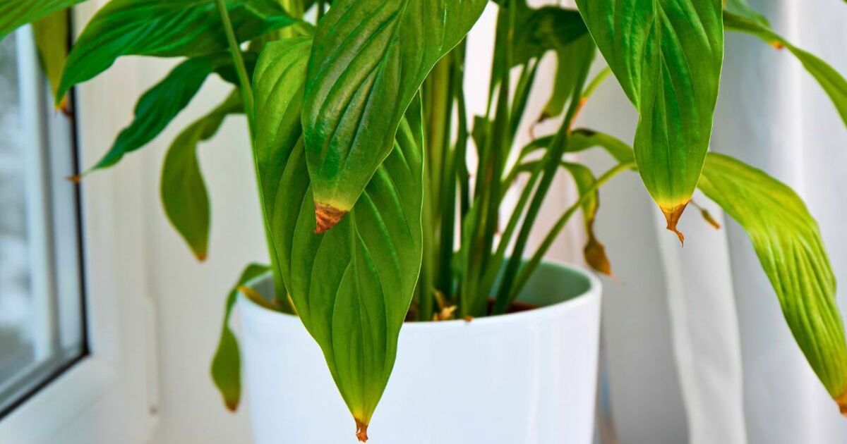 Peace lilies will never have brown tips if a 5-second task is done in autumn