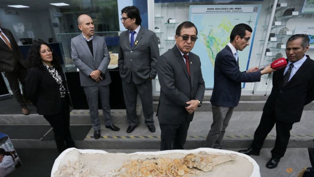 Peru researchers unveil 10-million-year-old dolphin-like fossil found in desert