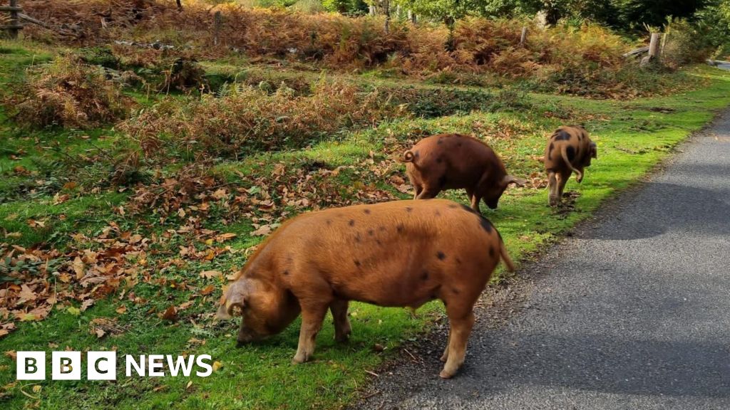 Pigs hoover up New Forest acorn glut with new bin rules in place