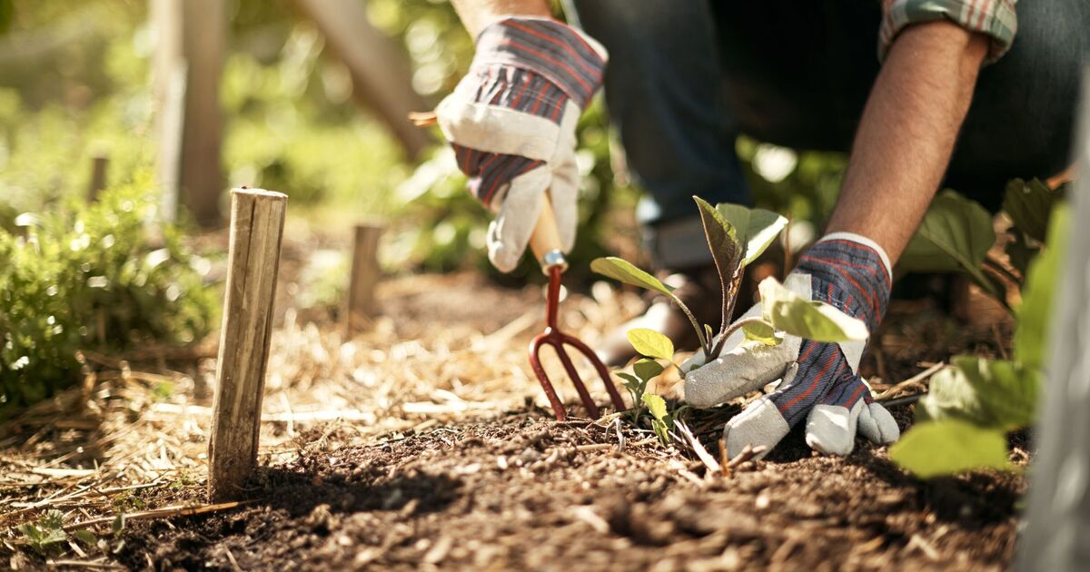 Plants will grow stronger in winter if 1 food scrap is added to the soil