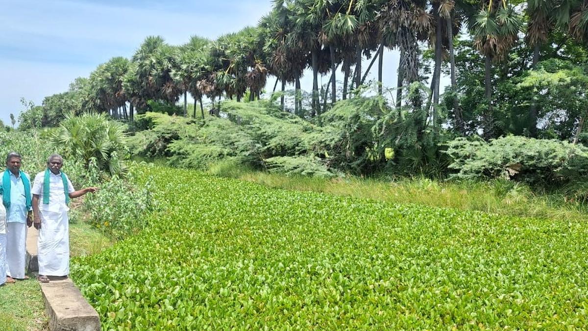 Plea to carry out 'vengayathamarai' removal exercise without political interference