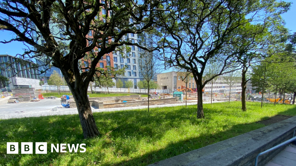 Plymouth council aims to protect its trees from felling