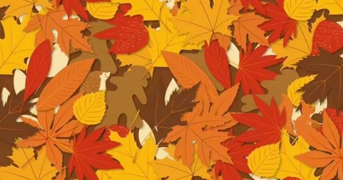Prove you have 'eyes of a hunter' by spotting fox in pile of autumn leaves - The Mirror
