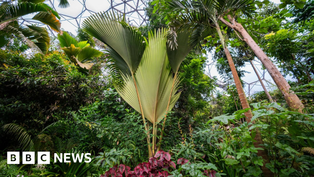 Rare palm's 13ft leaf thought to be UK's largest