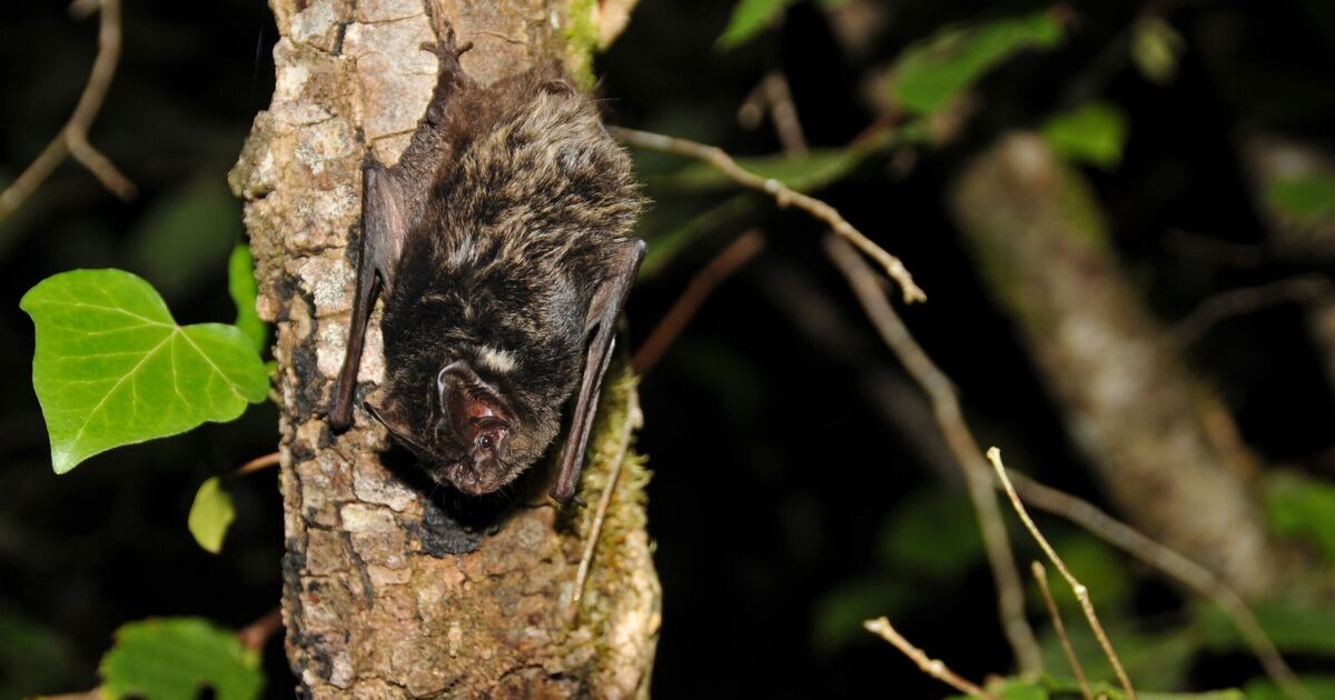 Reform UK council leader slams 'nonsense' £3m bat bridge