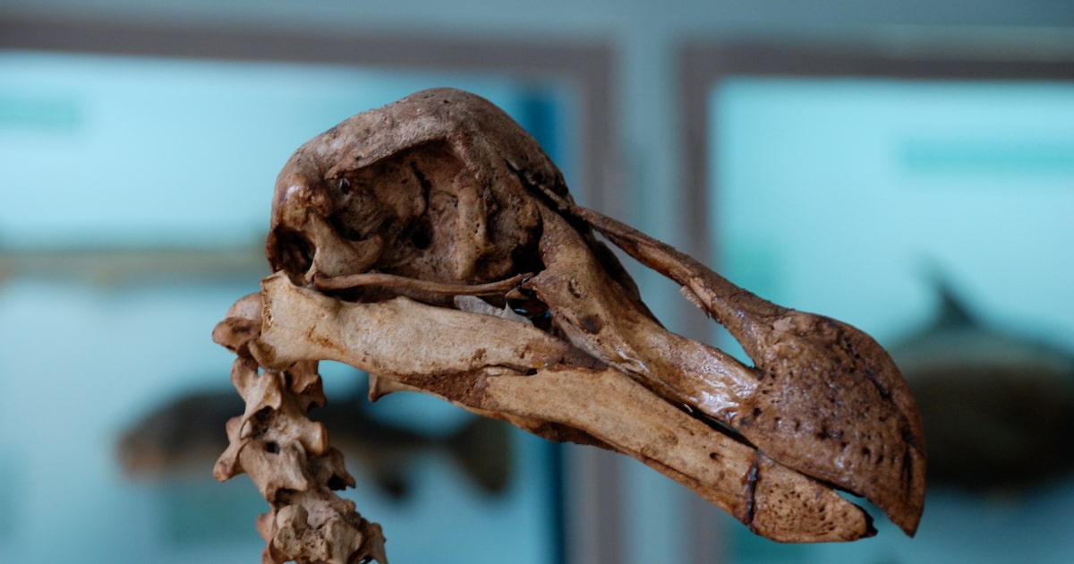 Resurrection of dodo bird one step closer thanks to 'breakthrough,' says Dallas' Colossal