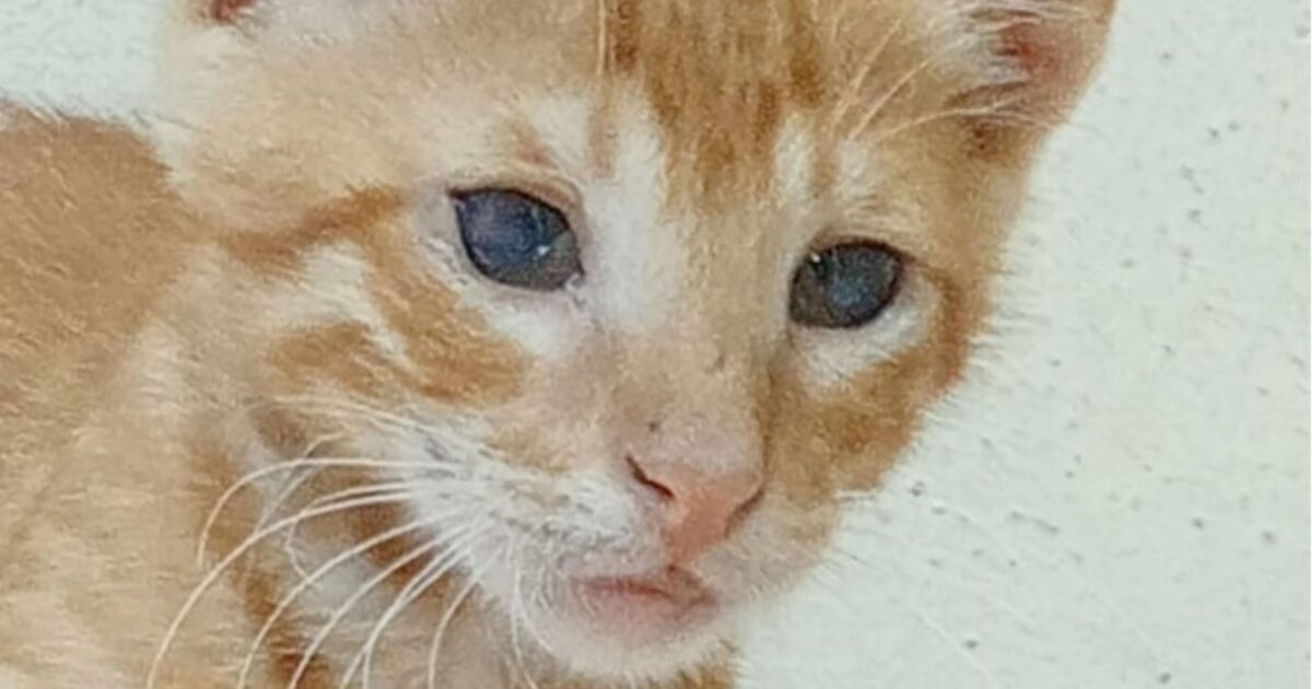 Sad kitten 'used in game of fetch' doesn't know kindness - but needs home