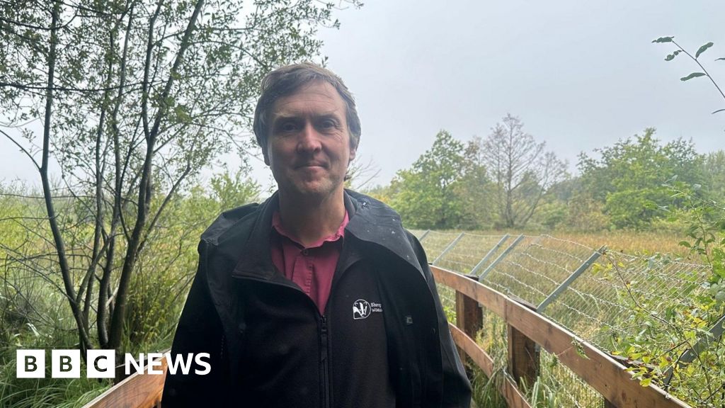 Shrewsbury beavers making themselves at home