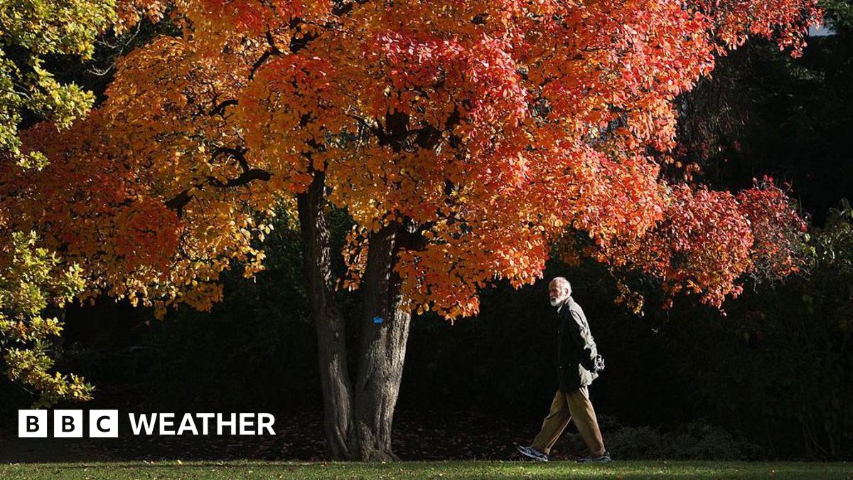 Spectacular autumn leaves expected after warm UK summer