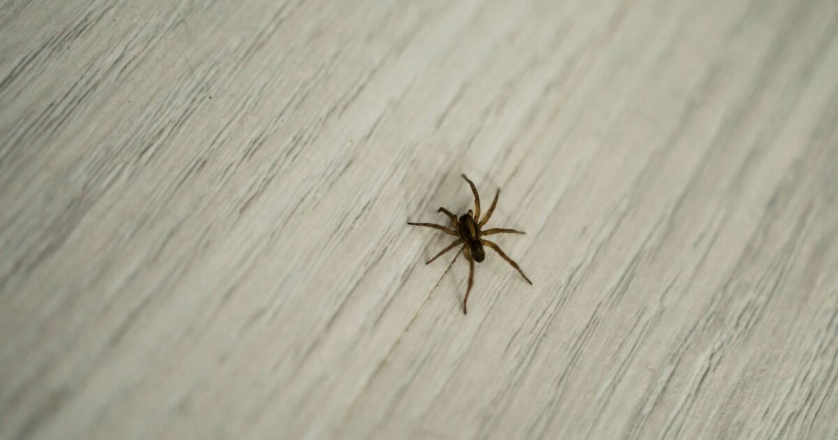 Spiders will flee from homes with 2-ingredient natural spray  --  no chemicals