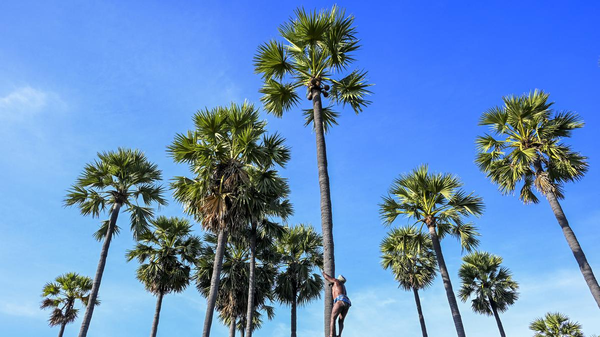 T.N. govt. to plant 10 saplings for every palmyra tree cut under unavoidable circumstances