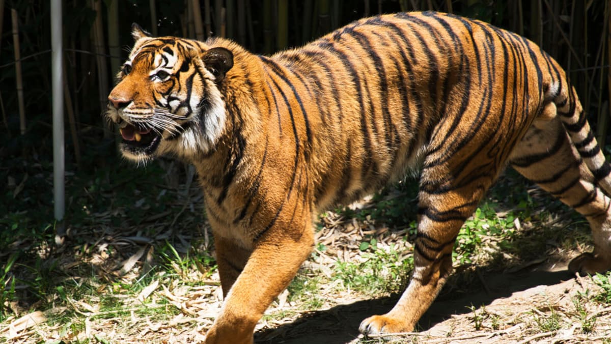 Tiger carcass in car boot sparks outrage in Malaysia