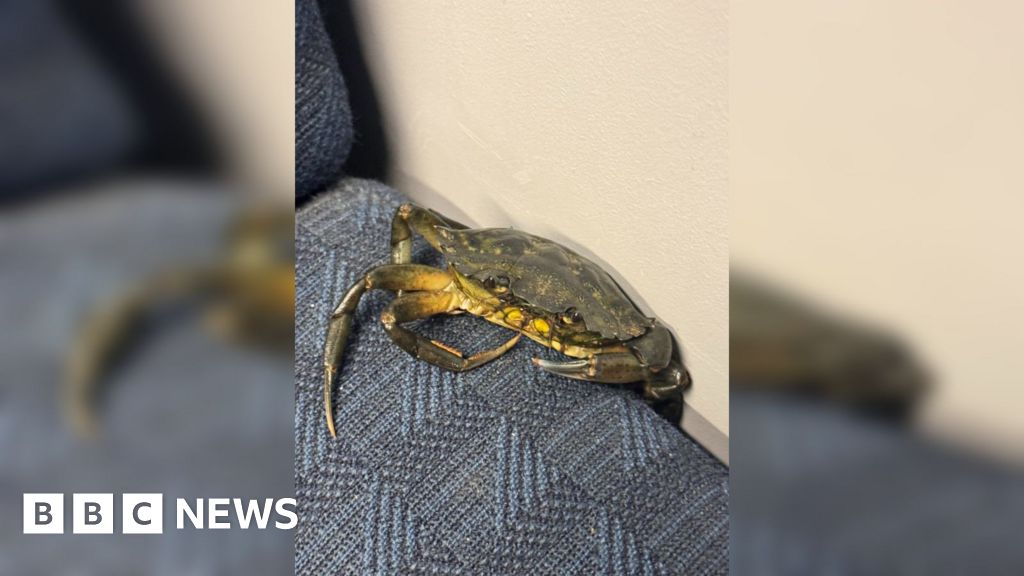 Train left shell-shocked after crabby commuter pinches seat