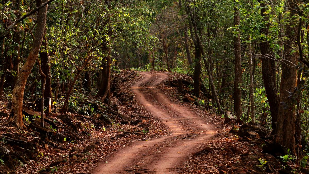 Tribals in Odisha tiger reserve allege they are being 'fraudulently' relocated