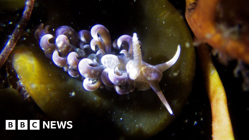 Tropical sea slug found in UK waters is 'sign of warming seas'