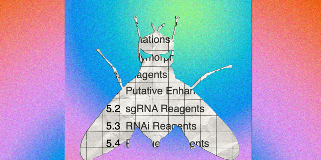 Trump's Harvard cuts threaten a giant in the biomedical research community: A database about the tiny fruit fly