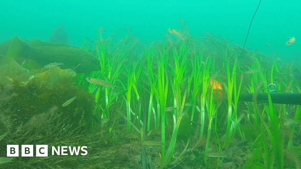 Underwater cameras reveal 'pristine sea-life' off Isles of Scilly