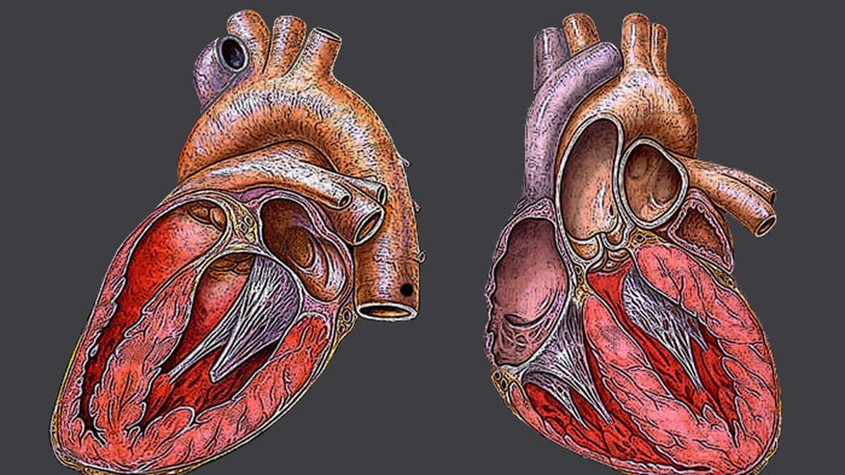 Uneven access to early detection is a major challenge in congenital heart disease care in India, say experts