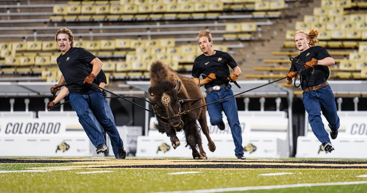 University of Colorado to debut newest mascot, Ralphie VII