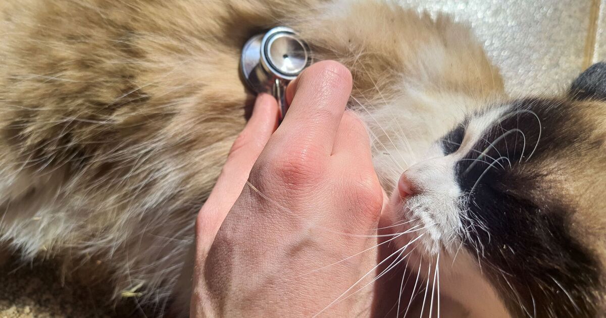 Urgent warning issued to anyone in UK with a cat - 'left violently ill'