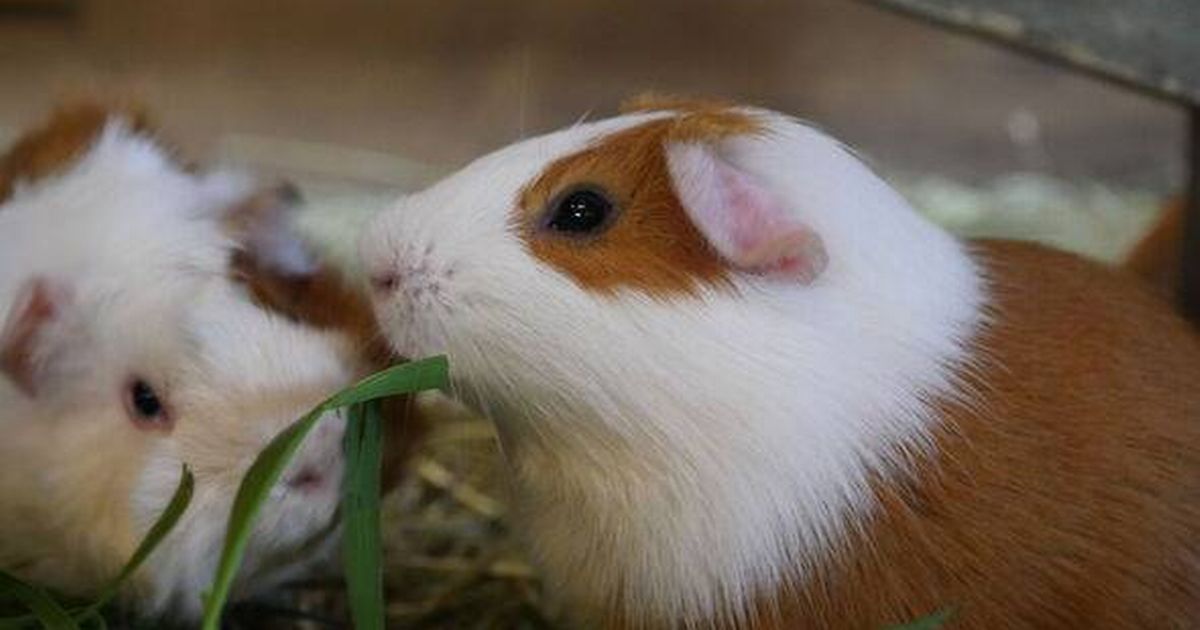 Vet's warning to all pet owners to do 6 essential checks before autumn arrives - The Mirror